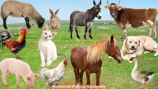 Sounds of Farm Animals: Horse, Cow, Chicken, Pig, Cat, Donkey, Sheep, Llama, Goose - Animal Paradise