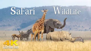Our Planet  | 4K Safari Wildlife 🌎 Great Migration from the Serengeti to the Maasai Mara, Kenya