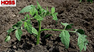 THIS LITTLE TRICK WILL MAKE YOUR TOMATO PLANTS VERY HAPPY!