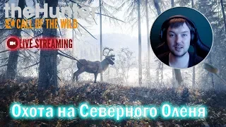 theHunter:Call of the Wild●Суровая Тайга●Охота на Северного Оленя●Live Stream