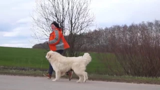 ТОП 10 СОБАК КОТОРЫЕ МОГУТ СПАСТИ ВАМ ЖИЗНЬ