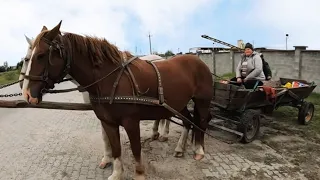 ЖІНКА ВОГОНЬ 🔥 І КОНЯ НА СКАКУ ЗУПИНИТЬ/КОНІ НА ПРОДАЖУ/Коні Ваговози/horses in Ukraine