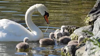 Swans feeding their cygnets who are just a few days old