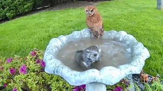 Screech Owl Couple Skinny-Dipping in Our Birdbath