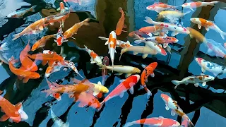 Diese Koi ziehen auch in meinen neuen Koiteich ein / this koi moving into my new koipond