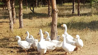 Постное рагу без масла.Еще один день в деревне.