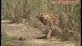 Сервал охотится на ядовитую змеюServal vs Poisonous Snake