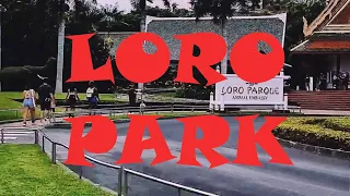 Loro Park / Loro Parque 🇪🇸 Tenerife Puerto de la Cruz 🌞 4K #loroparque #tenerife