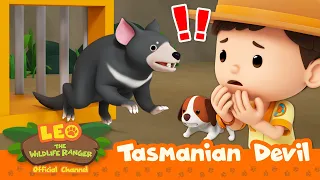 Tasmanian Devil ESCAPED?!! 😱👿 | Tasmanian Devil | Leo the Wildlife Ranger | Kids Cartoons