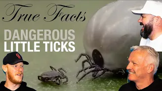 True Facts: Dangerous Little Ticks REACTION!! | OFFICE BLOKES REACT!!