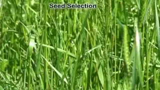 Over Seeding a Pasture