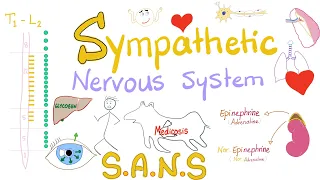 Sympathetic Nervous System | Fight and Flight | Origin, Relay, and Response | Physiology.