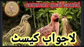 common quail sound//batair ka bolara//@Sawalhunting-sn9vs