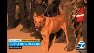 Blind dog rescued after falling down 15-foot hole at Pasadena construction site | ABC7