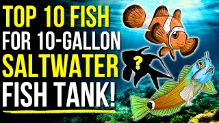 Top 10 Fish for a 10 Gallon Saltwater Aquarium! | Saltwater Fish