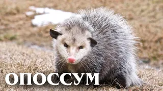 Northern Possum: Prehistoric "actor" | Interesting facts about opossums