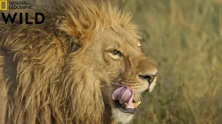 Africa Lions - Animal & Birds -  National Geographic - Amazing Wildlife .