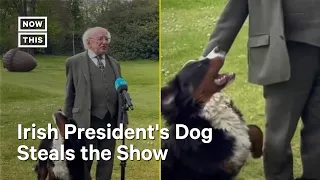 President of Ireland's Dog Steals the Show #Shorts