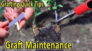 Grafting Quick Tips | Grafting a broken apple tree – The importance of graft maintenance