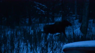 Mom with twin baby Moose calves in the front yard at Sutton, Alaska.