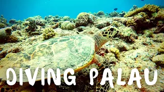 Diving Palau Part 2. Jellyfish Lake, Blue Holes, Blue Corner, Epic Montage, 4K drone footage.