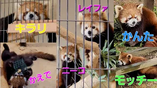 【時間がくればレッサーパンダ達も活発に！人も集まるリンゴタイム】～Nishiyama Zoo red pandas～