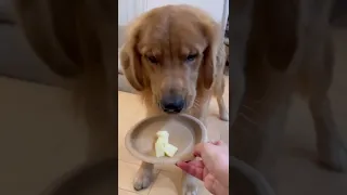 慎重にりんごを食べる大型犬🦮【ゴルパピ生後9ヶ月】