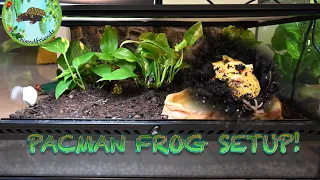 Bioactive Pac-Man Frog Setup!