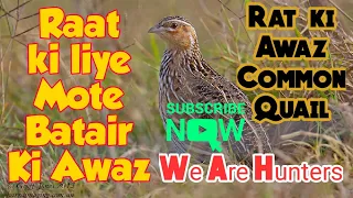 Batair Ki Awaz Rat Ki Liye | Common Quail sounds For Night | Sham K Liye Batair Ki Awaz 2020|