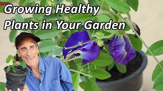 You Can Grow Blue Pea / Butterfly Pea at Home