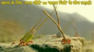 Minuscule: Valley of the Lost Ants | Film Explained in Hindi Summarized हिंदी