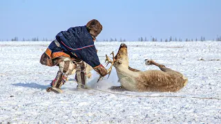 Nomadic life of the Nenets. Reindeer herders of the Far North|Yasavey.The Nomad of the 21st century