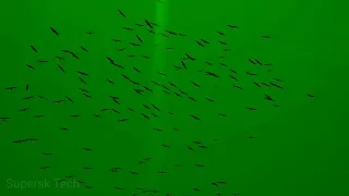 birds green background editing green background effect use chroma key with kinemaster