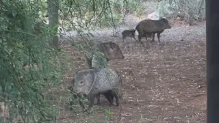 Baby javelinas Part II