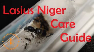 Care Guide for Lasius Niger a perfect starter species of ants