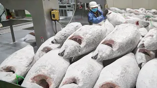 Amazing scale! Cut Frozen Tuna into Sashimi / 冷凍鮪魚切割工廠 - Taiwan seafood factory