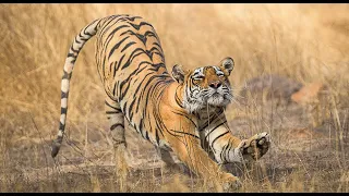 Grand India Season Finale: Tiger Tales & More • Daily Dose of Nature