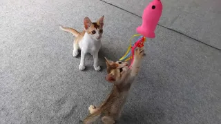 So many cute kittens videos compilation 2023 - Playful  kittens - kitty Fighting moment