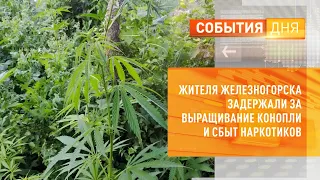 Жителя Железногорска задержали за выращивание и сбыт наркотических растений