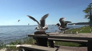 Food fight: Crows vs Seagulls: fish n chips