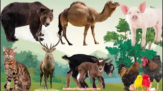 Cute Farm Animals Around Us: Chicken, Goat, Pig, Bear, Camel, Moose, Cat - Animal Paradise