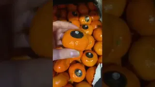 Марокканские мандарины 🍊 +79284244490 ООО ЮГИМПОРТ