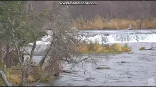 Bear 402 with cubs and 719 Princess Brooks falls Katmai 2016 10 20 15 34 28 276