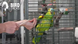 What Species of Parrot is Right For YOU?