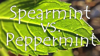 Spearmint vs Peppermint 🌿 What is the Difference?