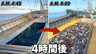 Japan's fastest way to catch scallops