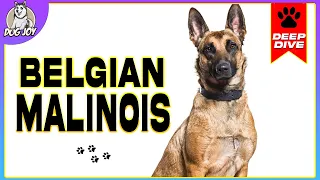 EVERYTHING You NEED to Know about the BELGIAN MALINOIS