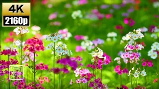 Plant Music 植物音乐.4K 10 HOURS of🌷Primula japonica🌸& Soothing river sound in Oku-Nikko, Japan 🇯🇵