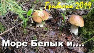 Грибалка. Море Белых грибов и море оголтелых грибников. Тихая охота.