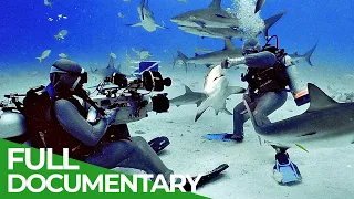 Shark Divers - One of the World's Most Dangerous Jobs | Free Documentary Nature